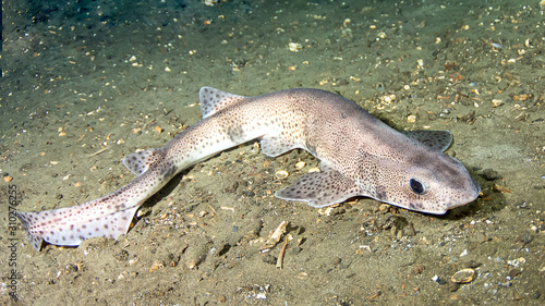Small-spotted catshark (Scyliorhinus canicula)