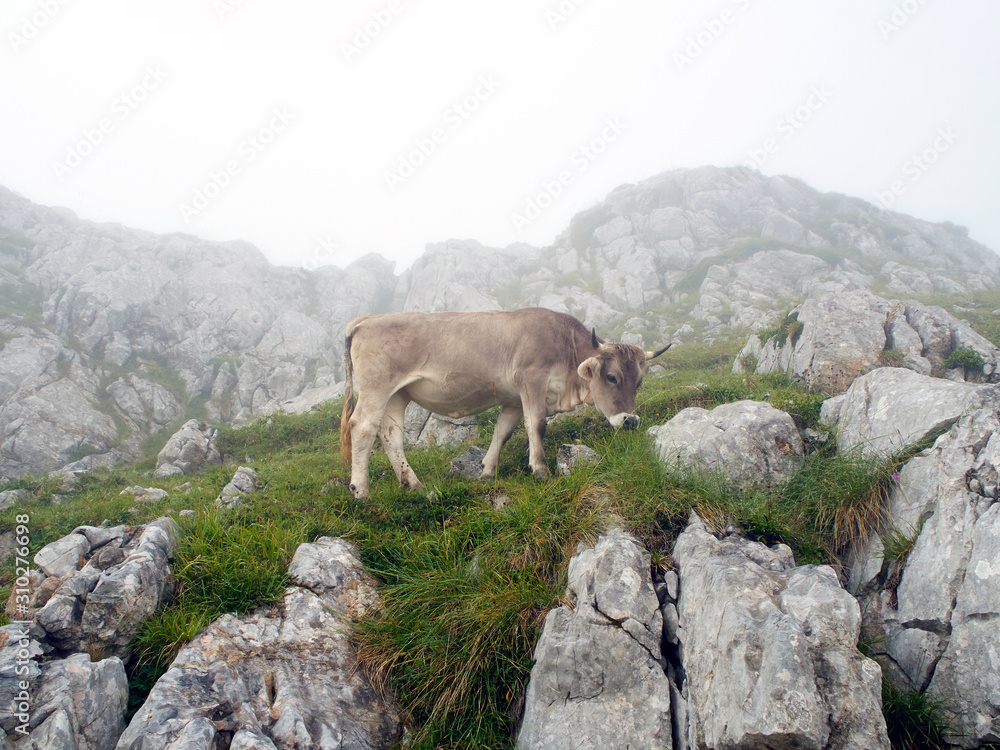 Cow grazing in Picos de Europe, Asturias. Spain. Wilderness area. Foggy weather