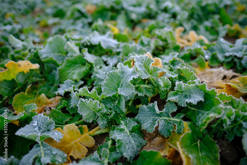 Winter rapeseed leaves in poor condition december