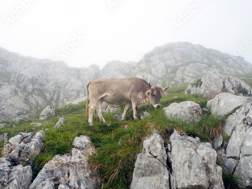 Cow grazing in Picos de Europe  Asturias. Spain. Wilderness area. Foggy weather