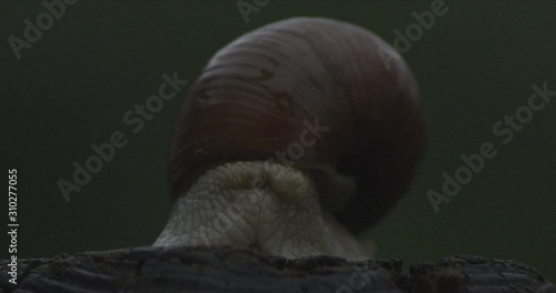 Snail in the Woods