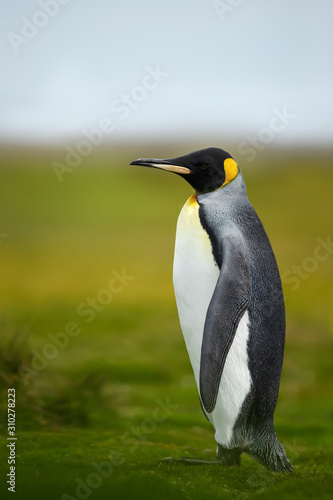 King penguin standing on grass
