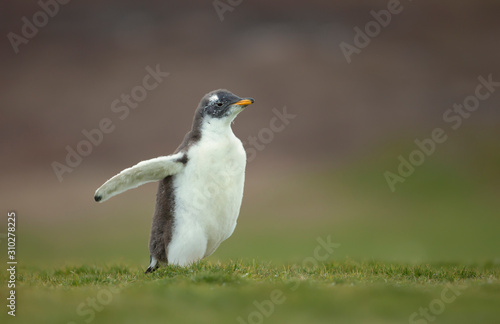 Close up of a cute Gentoo penguin chick © giedriius