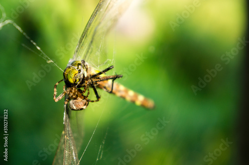 Dragonfly in a spiders web