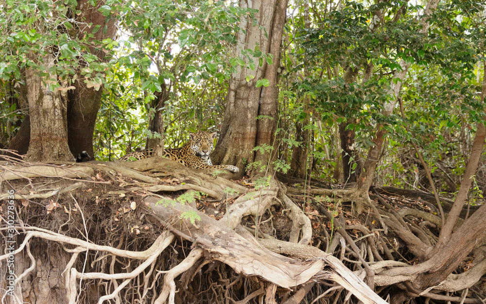 Jaguar lying on a fallen tree on a river bank Jaguar lying on a fallen tree on a river bank