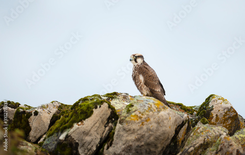  Augur Buzzard perched on a rock photo