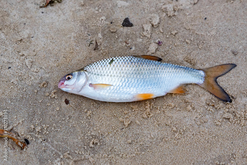 Close up freshly caught common roach or Rutilus heckelii on wet sand photo