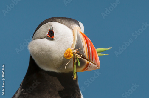 Canvas-taulu Atlantic puffin with nesting material in the beak