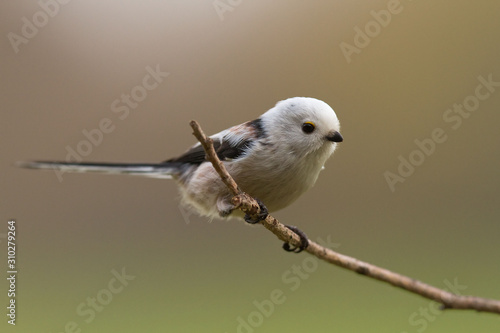 Raniuszek (Aegithalos caudatus)