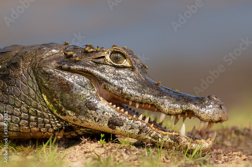 Yacare caiman with open mouth on a river bank