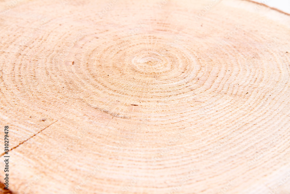 Slice of fresh oak wood on a white background Slice of fresh oak wood on a white background