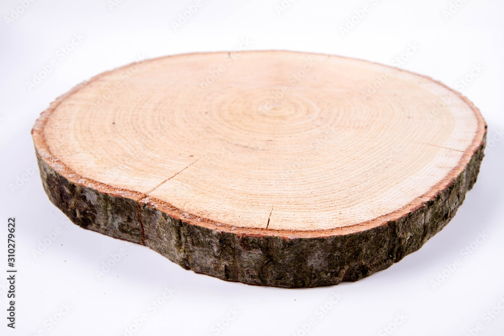 Slice of fresh oak wood on a white background Slice of fresh oak wood on a white background
