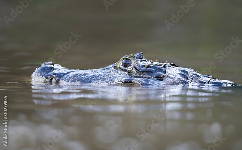 Close up of a Yacare caiman South Pantanal, Brazil.