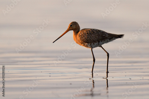 Rycyk (Limosa limosa)
