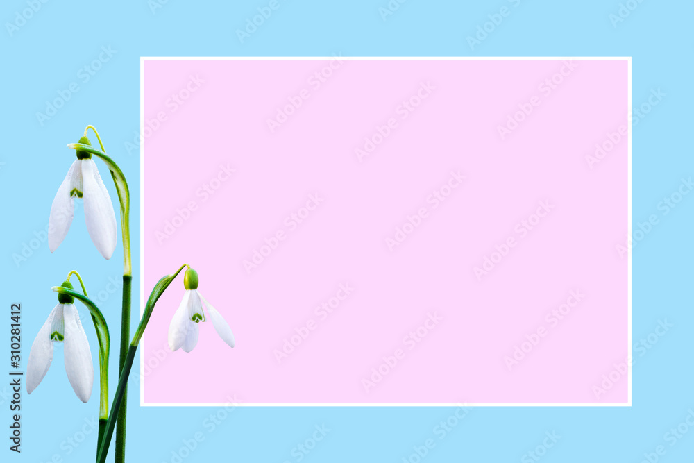 Spring greeting card with snowdrops and an empty pink text box_