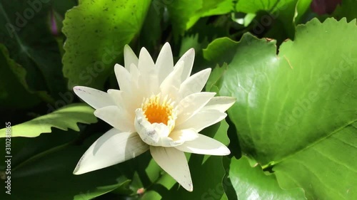 Focus the beautiful white of lotus flowers and leaf green background. photo