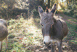 Cute and quiet grey donkey portrait on a rural countryside autumn landscape