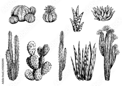Hand drawn vector illustration. Collection of different varieties of cacti. Set of desert plants. Vintage botanical sketches isolated on white Decorative monochrome elements for design, typography etc
