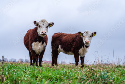 Photography Curious Hereford cows in the meadows near Amsterdam