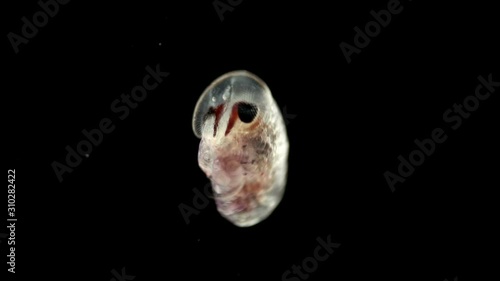 Hyperia crayfish under the microscope. The Hyperiidae family, an arthropod type, superorder Peracarida, is a parasite living on the body of Medusa and eating it from the inside. Plankton and zooplankt photo