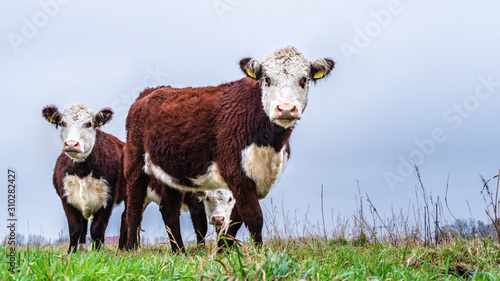 Photos Curious Hereford cows in the meadows near Amsterdam
