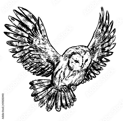 Hand drawn vector graphic illustration. Beautiful owl in flight. Animal sketches isolated on white. Bird in engraving style sign. Vintage monochrome decorative element for design, tattoo, print, cards