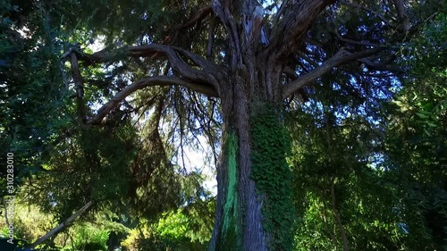 Mysterious Tree photo