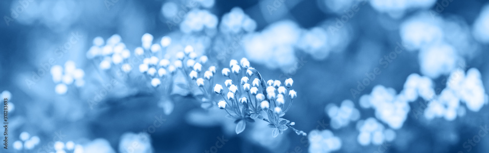 Classic blue color toned macro small wild apple flowers and buds on tree branches. Pale pastel nature tones. Natural monochrome floral background. Web banner header for website.