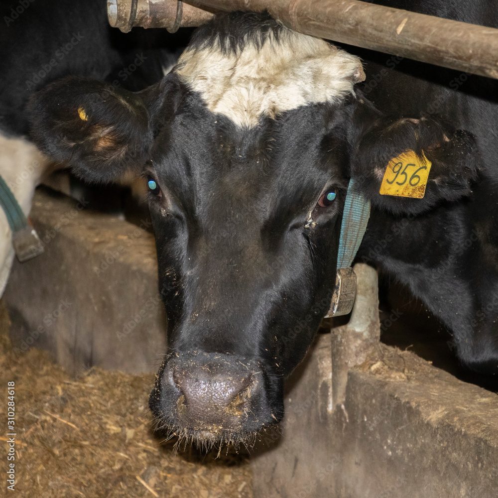 loose keeping of cattle. Cow farm. Untethered cattle loose keeping of cattle. Cow farm. Untethered cattle