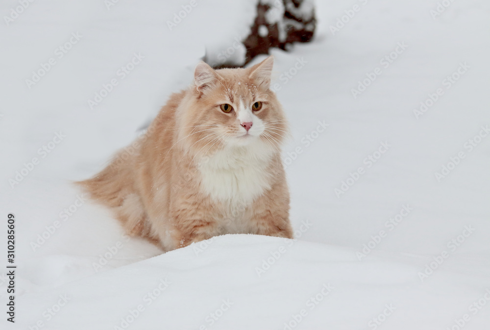 A norwegian forest cat male sitting in snowdrift in the winter