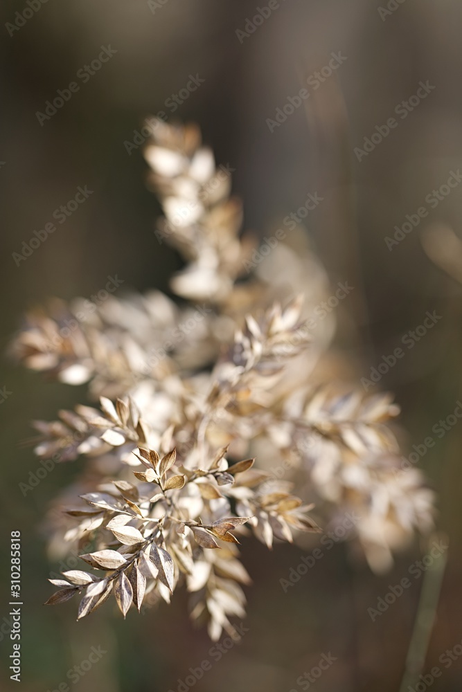 Nature morte houx Nature morte houx