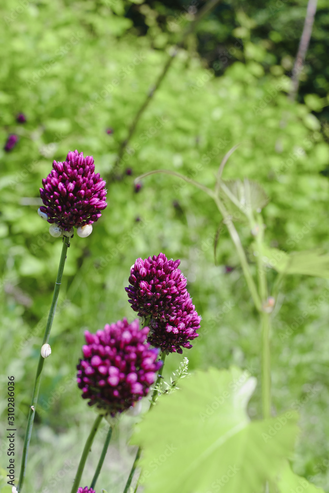 Chive herb flowers on bokeh background Chive herb flowers on bokeh background