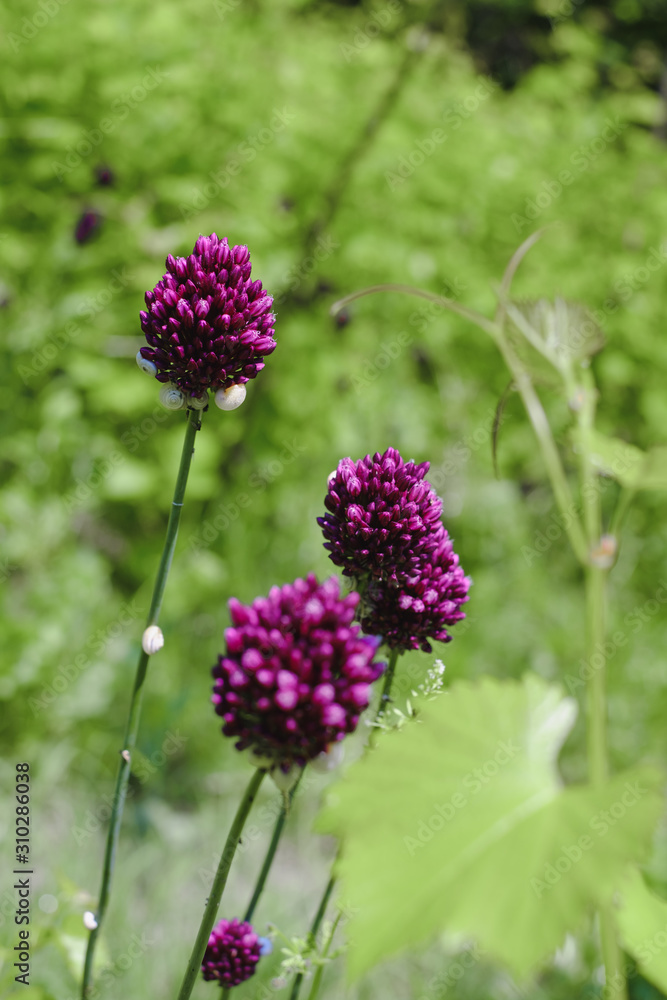 Chive herb flowers on bokeh background Chive herb flowers on bokeh background