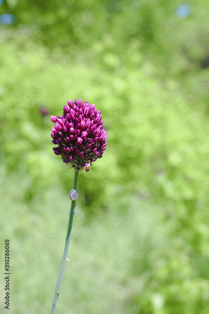Obraz premium Chive herb flowers on bokeh background