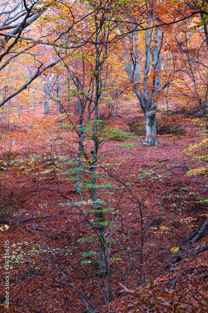 Autumn in the beech forest