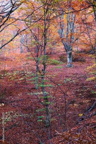 Autumn in the beech forest