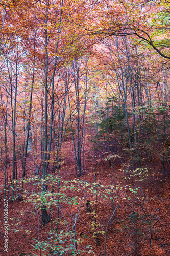 Autumn in the beech forest