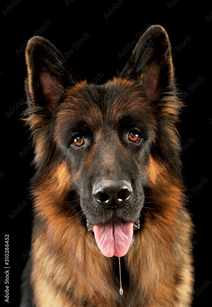 Portrait of an adorable german shepherd