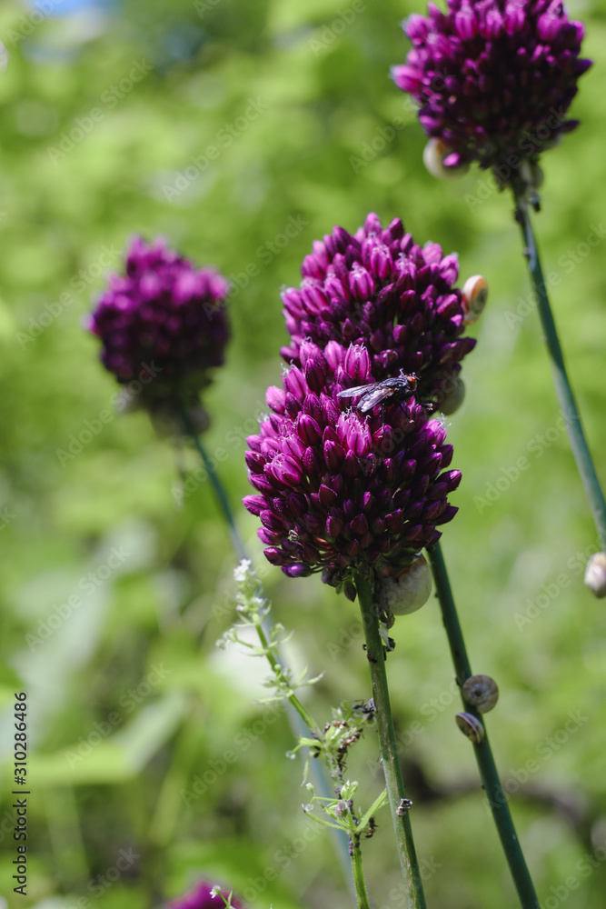 Obraz premium Chive herb flowers on bokeh background