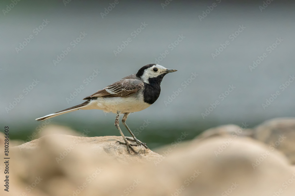 White wagtail, Motacilla alba, sitting on a rock near a river. Portrait of a common songbird with long tail and black and white feather. Intimate portrait of a cute little bird looking for food. White wagtail, Motacilla alba, sitting on a rock near a river. Portrait of a common songbird with long tail and black and white feather. Intimate portrait of a cute little bird looking for food.