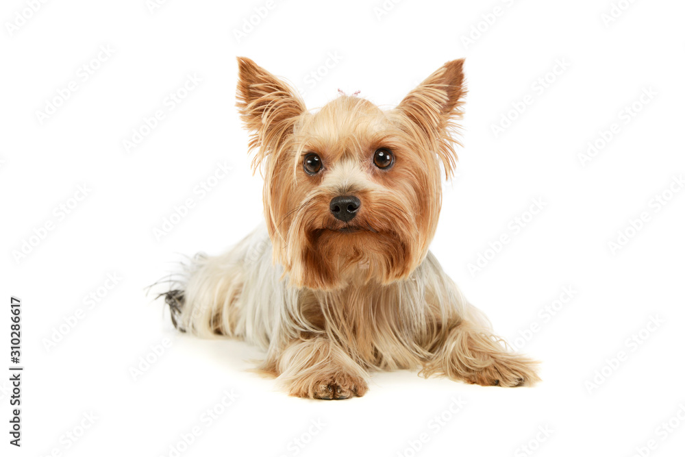 Studio shot of an adorable Yorkshire Terrier