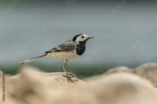 White wagtail, Motacilla alba, sitting on a rock near a river. Portrait of a common songbird with long tail and black and white feather. Intimate portrait of a cute little bird looking for food.