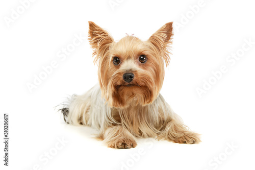 Obraz na płótnie Studio shot of an adorable Yorkshire Terrier w salonie
