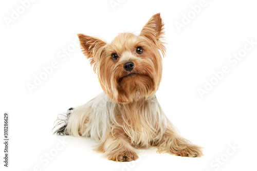 Photo Studio shot of an adorable Yorkshire Terrier