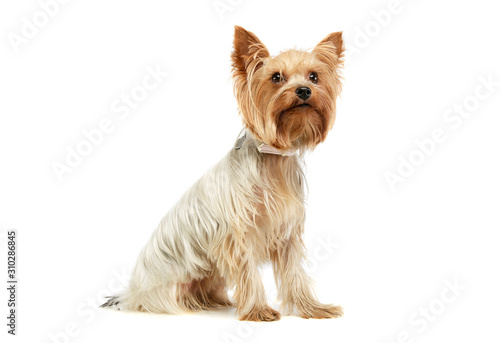 Foto Studio shot of an adorable Yorkshire Terrier
