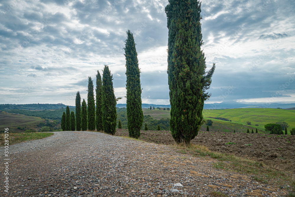 Cypress Trees rows on road, beautiful landscape of Tuscany, Italy