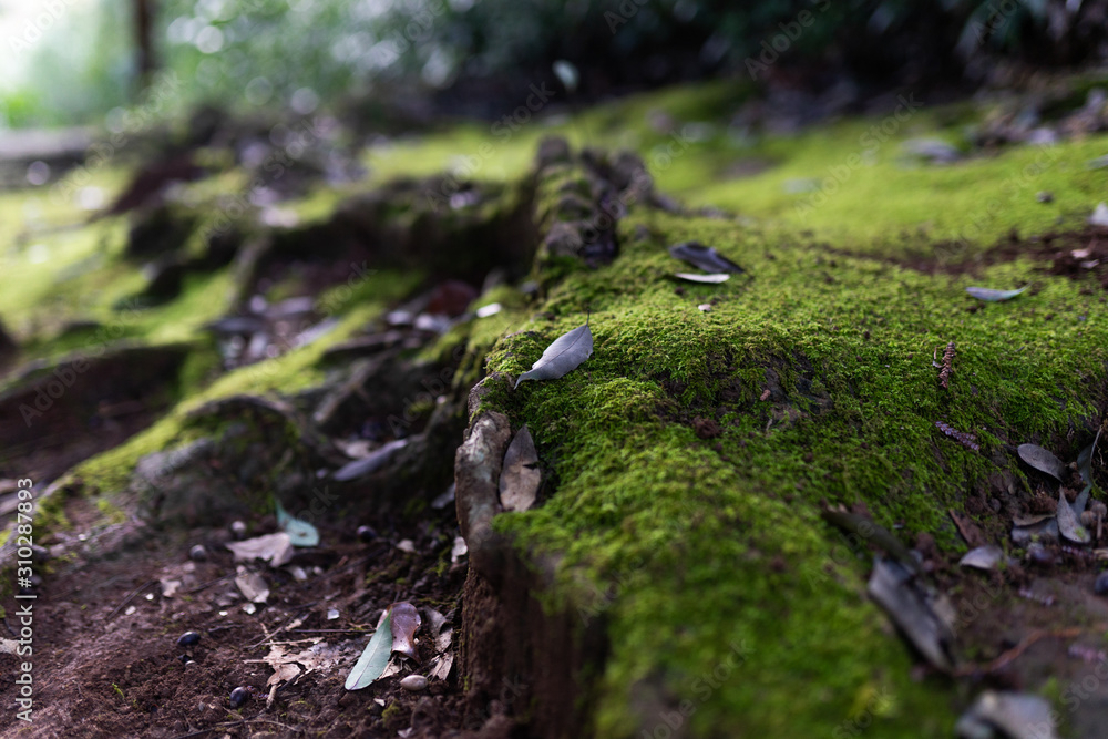 Mysterious forest as in a fairy tale. The mystical atmosphere of the forest. Old trees. Japanese garden. Atmospheric forest with green moss on the ground and moss on the branches