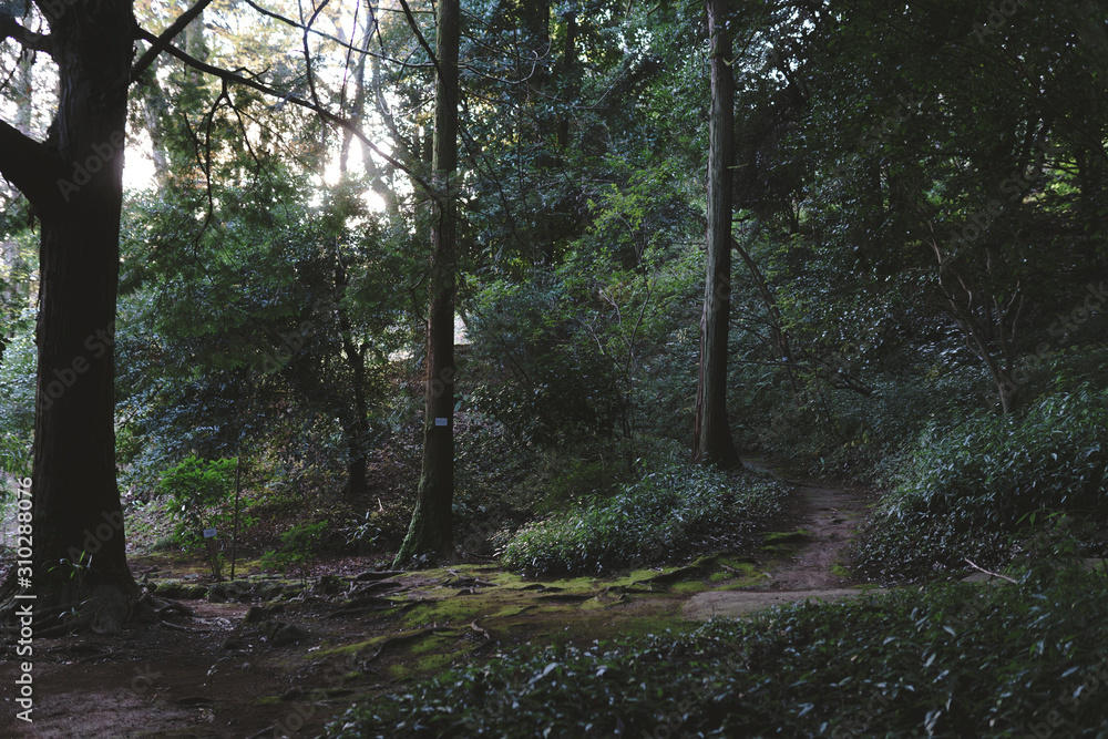 Mysterious forest as in a fairy tale. The mystical atmosphere of the forest. Old trees. Japanese garden. Atmospheric forest with green moss on the ground and moss on the branches Mysterious forest as in a fairy tale. The mystical atmosphere of the forest. Old trees. Japanese garden. Atmospheric forest with green moss on the ground and moss on the branches
