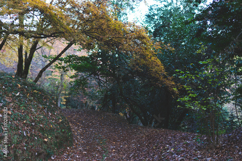Wallpaper Mural Japanese garden by Japanese tradition in the forest. Landscaped landscape with trees by the bridge and stream Torontodigital.ca