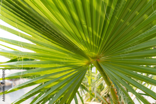 green palm leaf